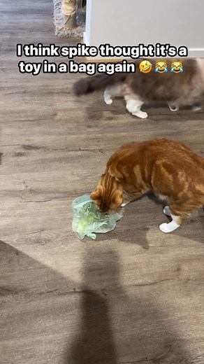 Oh no! Spikey! 﫢#spike#cat#catlovers#furbabies | All Seven Ash-Furbabies | Facebook