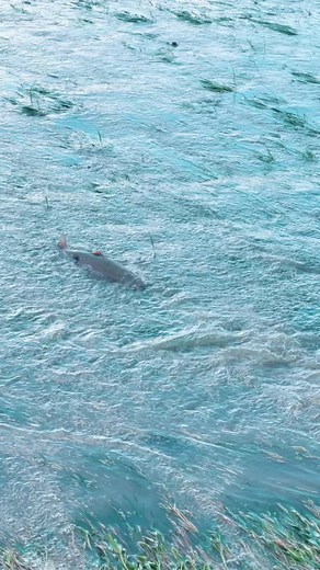 Anyone who wants to help us drive around to move wild salmon please DM us. #bcflood #flooding