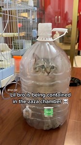 bepis on Instagram: "Don’t worry this a medical treatment for cat ‼️🙏💯"