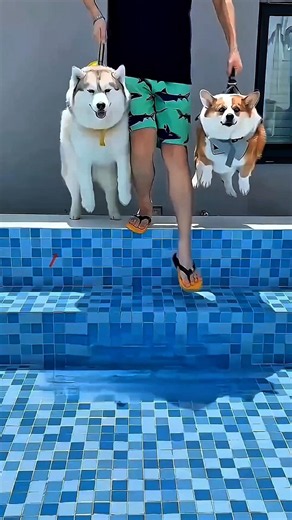 Husky vs Corgi: One Pool, Two Different Reactions! 🐶💦 #dog #husky #corgi #doglife #shortsviral