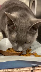 Video of Black Widow and Wonder Woman A̺͆V̺͆A̺͆I̺͆L̺͆A̺͆B̺͆L̺͆E̺͆ F̺͆O̺͆R̺͆ A̺͆D̺͆O̺͆P̺͆T̺͆I̺͆O̺͆N̺͆! WONDER WOMAN - #A234560 Female/ 3 yrs Cage #64 Owner Surrender Intake 10/16/21 *Came in with #A234595 and #A234561* Wonder Woman was brought in by someone on behalf of a family member who is too sick to care for them. Right now she is really scared and needs time to adjust. ******************************** Interested in adopting? bit.ly/3GRBiLT Interested in fostering? bit.ly/2ZXe8Tb Our Code of