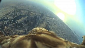 15K views · 281 reactions | The eagle that made history - watch the first bird to fly from the world's tallest building #ActionCam | Sony Nordic | Facebook