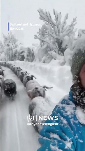Sheep march through snowy hills in defiance of the cold