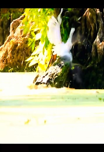 Discover the Caiman's Predatory Skills in Animal World