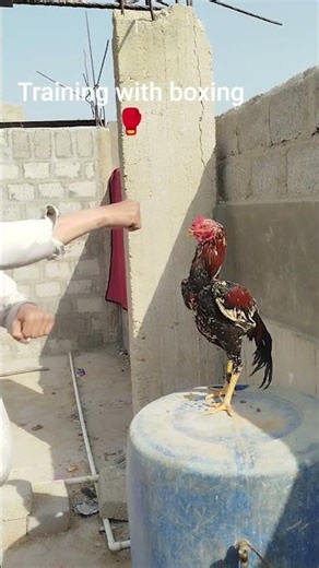 boxing Vs aseel murgha fight 🥵🥵🥵#aseelmurga #attitude#roosterfarm #aseel