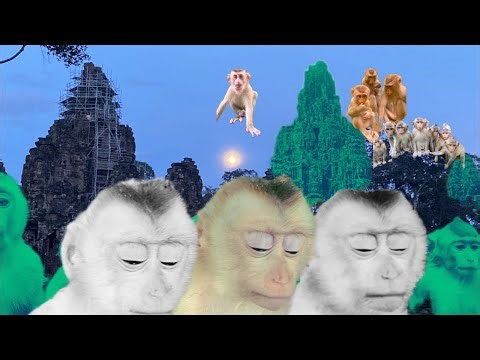 Checking baby monkey Lilo eyes after black pepper powder sprayed and pregnant monkeys