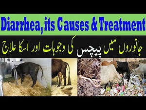 Diarrhea in Cattle, Its Causes and Treatment / Dr Ansar Malik