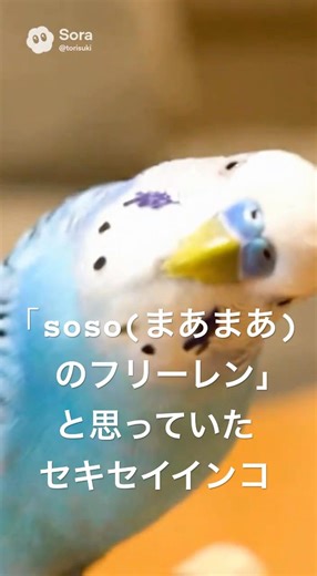 「soso(まあまあ)のフリーレン」と思っていたセキセイインコ