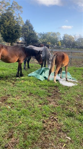 9.1K views · 225 reactions | Want to see what it’s like feeding wild horses? Don’t be fooled these lovely mares and foals are still technically wild we haven’t started their handling yet but they are really enjoying the perks of domestic life and feeding especially their Purvis Feeds each evening. They are also getting very used to being around people which is also nice. Aren’t they stunning? #wildhorses #horses #horsetraining | Wild Horse Project | Facebook