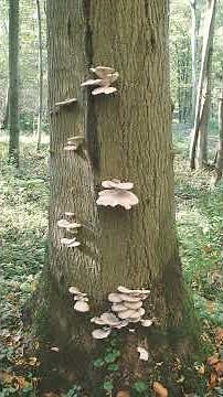 🍄 Oyster Mushroom, Dhingri ढींगरी (Pleurotus ostreatus) in Family (Pluteaceae)