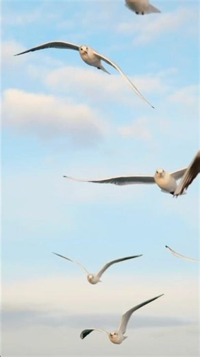 The Bird With the Largest Wings! 😳🦅