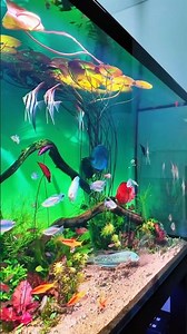 Adding a little bit rainbowfish into my tank 🌈❤️