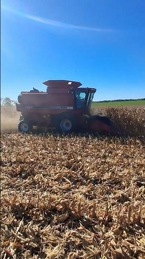 Combining corn with our Case IH 2366!!