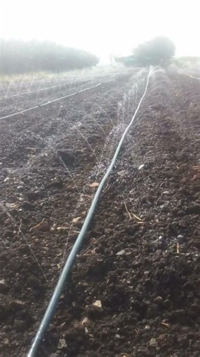 31 दिसम्बर 2025