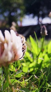 Pollen Collection By Honey Bee On Sunlit Alsike Clover