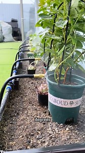 5.3K views · 26 reactions | Are you still watering plants the old fashioned way without using a DIY Watering System | Dodo Garden | Facebook