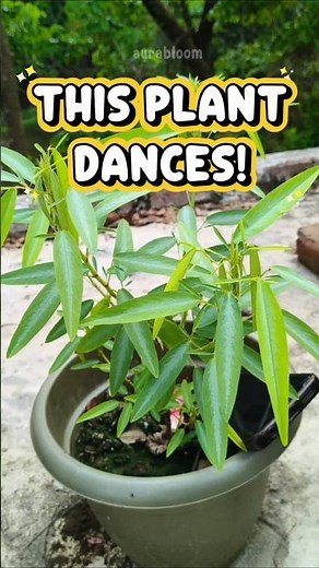 This Plant Dances All By Itself 😳🌿