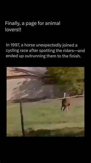 Exploring The Animal Universe on Instagram: "Follow @animal_realmhq to explore the animal world 💣🧠 In an extraordinary and amusing turn of events during the 1997 Critérium International near Toulouse, France, a horse unexpectedly joined the cycling race, turning heads as it galloped alongside the peloton. Spotted from a nearby field, the horse ran with remarkable speed for several kilometers, even briefly taking the lead before veering off with about 20 km to go. Spectators and riders were stu