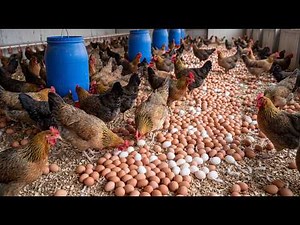 How to Raise Chickens: The Complete Chicken Farming Process from Day 1 to Harvest | Chicken Farming