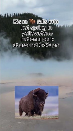 Bison falls into hot spring in yellowstone #animals