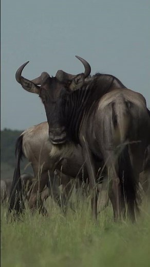 Breathtaking Wildebeest