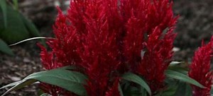 How to Plant Burning Bush | DoItYourself.com