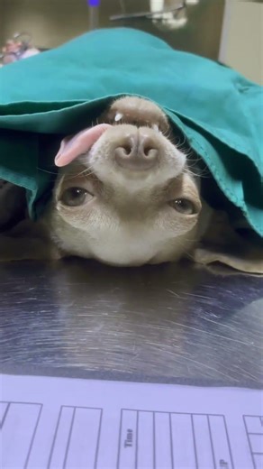 C-section on dog….🐶