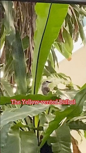 THIS THREE KINDS OF BIRD SPECIES ARE LISTED AMONG THE COMMON BIRDS IN SINGAPORE