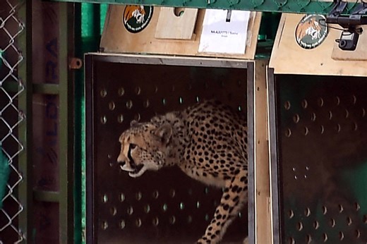 India records first cheetah roadkill since big cat’s reintroduction