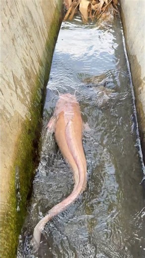 Nyeser Di Sarang Ikan Lele Albino Ukuran Monster #nyeser #lele #lelealbino #lelemonster #bolang