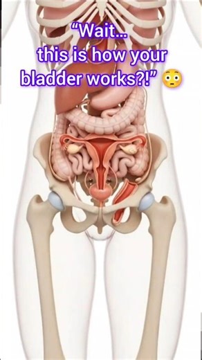 Wait… This Is How Your Bladder Works?! 😳 (3D Animation) #Shorts #Anatomy #Science