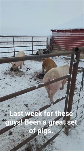 Final week before butcher, time to feed in the trailer for some easy loafing on butcher day. #pigs