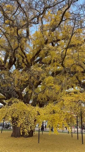 인천 장수동 800 year 은행나무