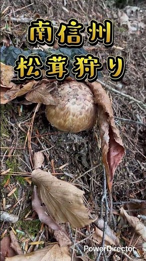 南信州 松茸狩り