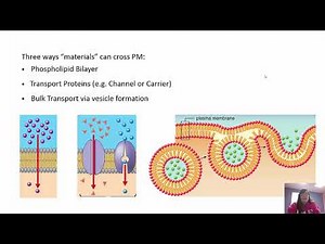 Dynamic Activites of Cells Chapter 5 BI 114