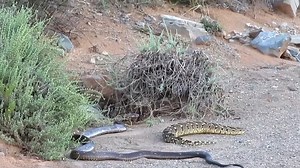 4.4K views · 50 reactions | Snake Bite (Cape Cobra vs Puffadder) | Frases Simples | Facebook