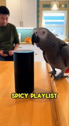 "Alexa Gets Flirted With by a Parrot – The Most Hilarious Musical Moment!"🔥😂🦜