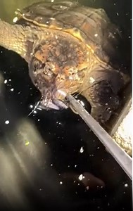 Feeding a Cricket to My Fish: What You Need to Know