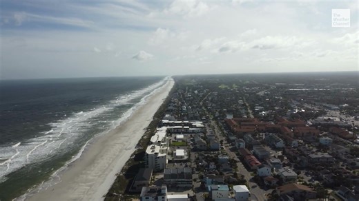 Understanding Florida's Unique 'Falling Iguanas' Phenomenon