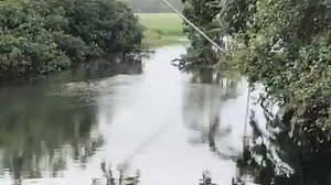 FNQ resident Bill McCarthy captured on video the “heart-pumping” moment an enormous croc swam under the cane train bridge he was standing on. FULL STORY: https://bit.ly/2QTZC4p | Cairns Post