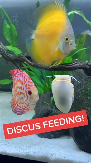 Feed my Discus with me #fishtok #fish #discus #fishtank