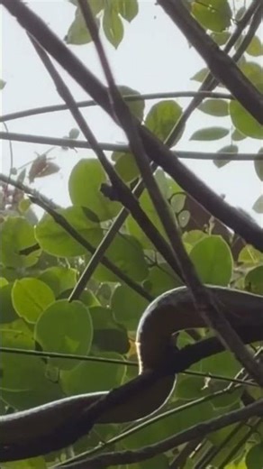Snake slithering high up in the trees