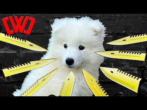 My Puppy Was Kidnapped!