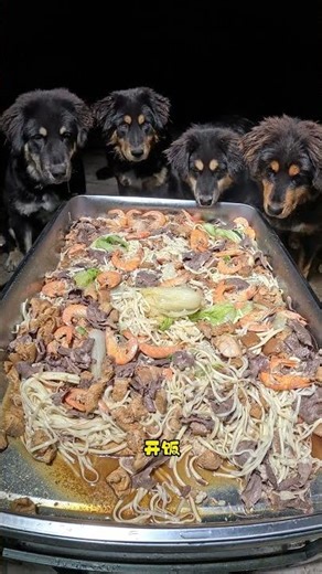 今天给狗狗做四菜拌面，嘎嘎香 #omakase狗饭 #狗狗沉浸式吃东西 #养狗养出了养孩子的味道 #狗吃的比我好系列 #狗狗沉浸式吃饭