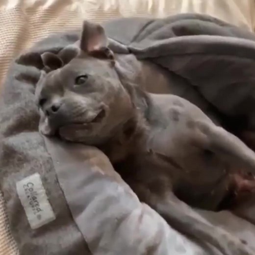 Meet Dora at Dora's Doggy Daycare: A Staffy's Tale