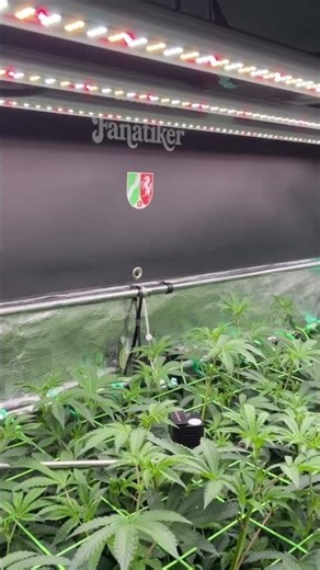 Spritzer - Blüte Tag 10 (Spiderfarmer Grow-Setup)