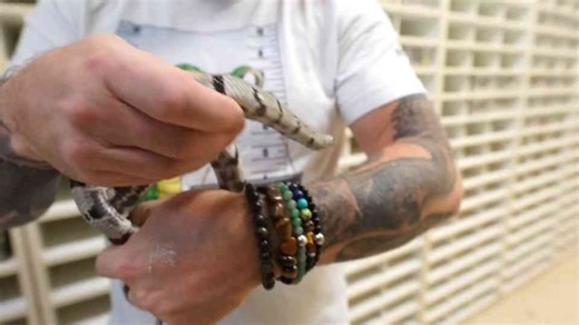 A close look at unfamiliar reptiles - what sets them apart