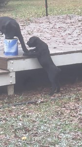 Zablo and Z’ena | Alpha Z Hoggz | Facebook