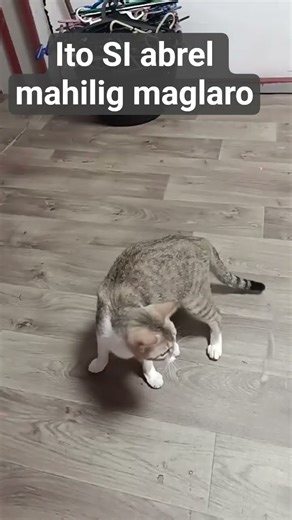 playing cat