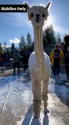 3K views | When you step out the shower and realize you forgot your towel | Riddles Only | Facebook